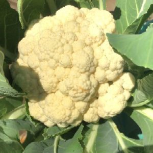 Cauliflower