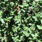 Timsa Vegetable Vegetables | Farm In A Box