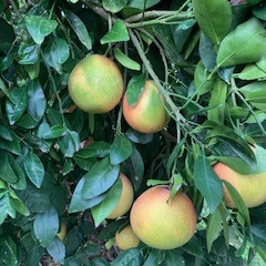 Citrus: Ruby Grapefruit 3