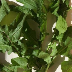 Arugula