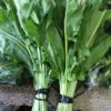 Sorrel Rolnik Vegetables | Farm In A Box