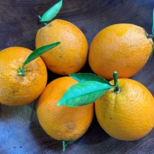 Citrus: Oranges 5