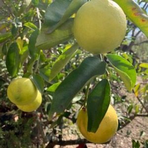 Citrus: Sweet Limes 3